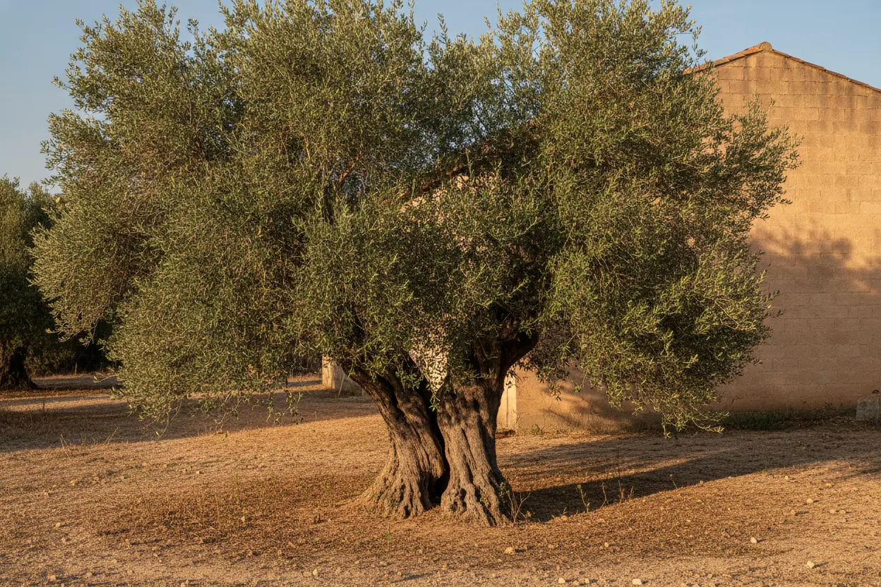 Pin penché après tempête de tramontane dans un jardin de Perpignan