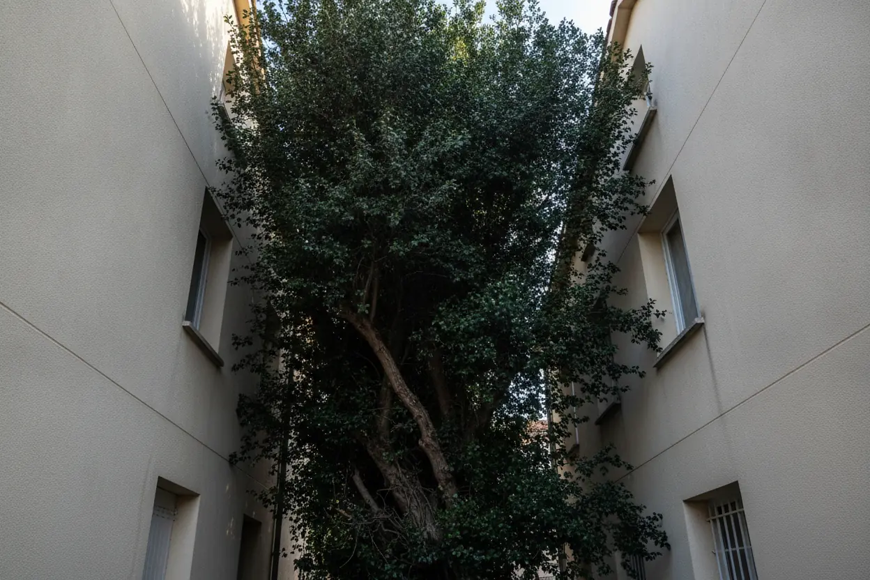 Platane avec branches surplombant une toiture avant élagage à Perpignan