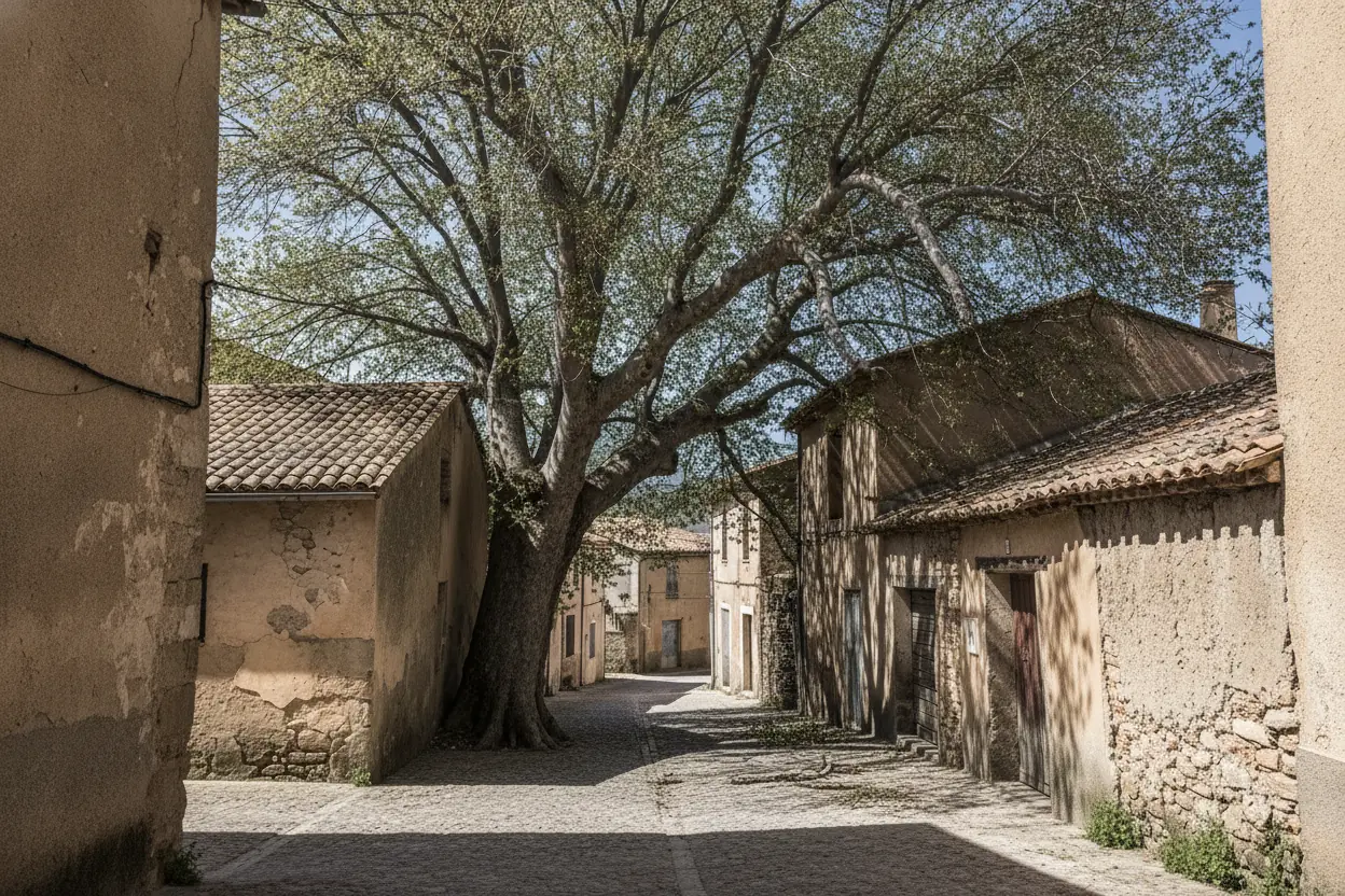 Platane taillé et sécurisé au centre-village de Bompas