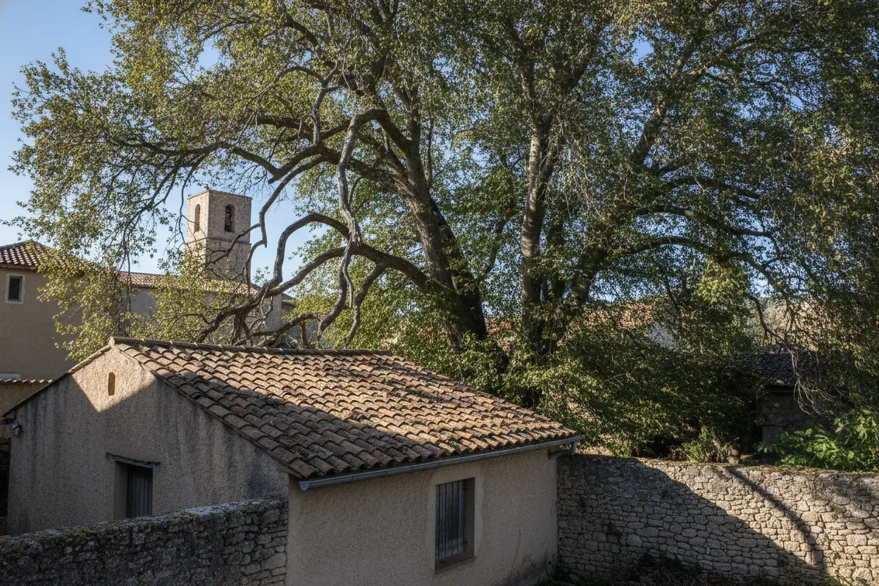 Platane surchargé de branches avant taille à Saint-Estève